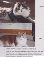 2 Feline Friends Need a New Home - Adopted Together!! image 1