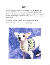 LOST small dog around Rt 100
