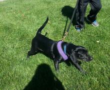 Mix Breed Pup - Adopted!! image 1