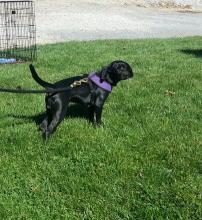 Mix Breed Pup - Adopted!! image 3