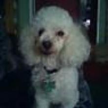 Lost Toy Poodle from Pembroke Area