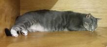 Silver Beauty - Rescued image 2