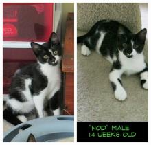 This lovely kitten was transferred to a no-kill sanctuary in Northern, VA image 2