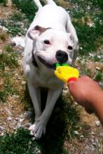 Pete, the precious Bulldog Mix - Adopted by loving family image 4