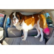 Saint Bernard - Needs A Home image 3