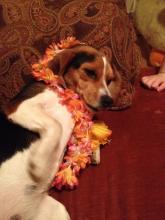 LOST BEAGLE- please help us bring her home! image 1