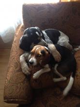 LOST BEAGLE- please help us bring her home! image 2