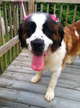 Casey, the Saint Bernard image 1