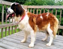 Casey, the Saint Bernard image 3
