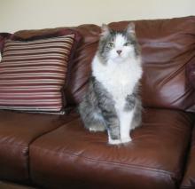 2 Feline Friends Need a New Home - Adopted Together!! image 3