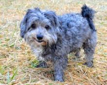 LOST small grey poodle in Newport